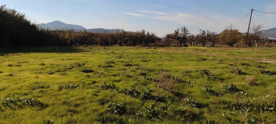 For Sale Agricultural Land 4020 sq.m. Volos – Neapoli