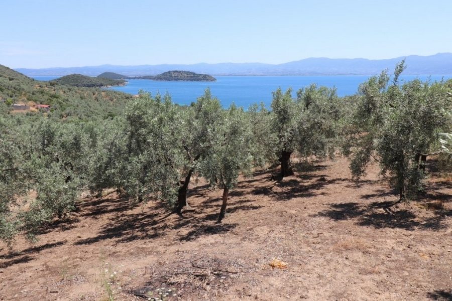 For Sale Agricultural Land 5217.81 sq.m. Pteleos – Agios Dimitrios
