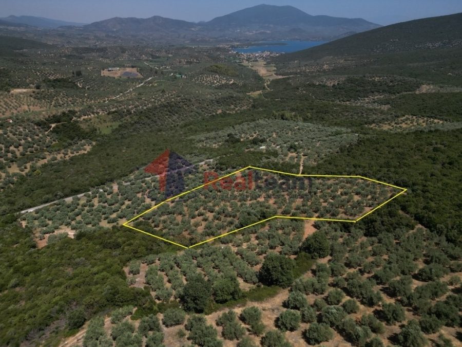 For Sale Agricultural Land 15000 sq.m. Pteleos – Achilleio