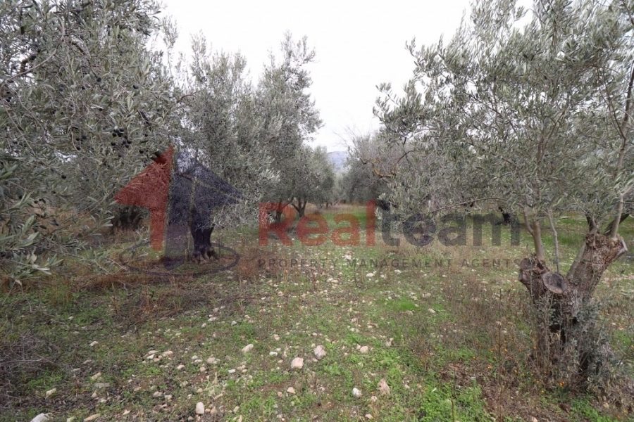 For Sale Agricultural Land 7700 sq.m. Aisonia – Dimini